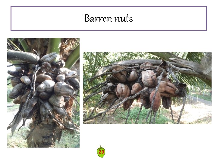 Barren nuts 29 Barren nuts 29