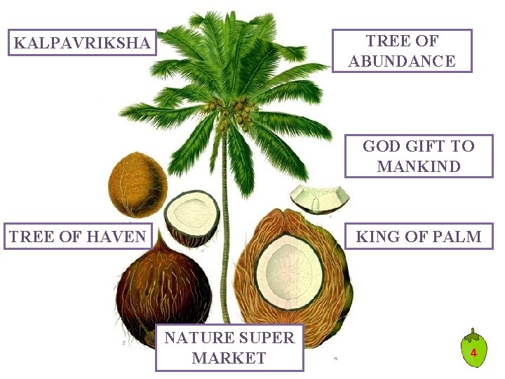TREE OF ABUNDANCE KALPAVRIKSHA GOD GIFT TO MANKIND TREE OF HAVEN KING OF PALM TREE OF ABUNDANCE KALPAVRIKSHA GOD GIFT TO MANKIND TREE OF HAVEN KING OF PALM
