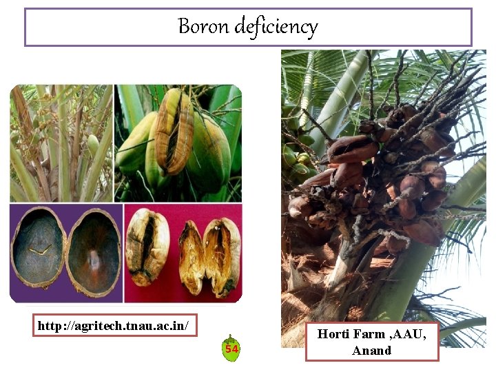 Boron deficiency http: //agritech. tnau. ac. in/ 54 Horti Farm , AAU, Anand Boron deficiency http: //agritech. tnau. ac. in/ 54 Horti Farm , AAU, Anand