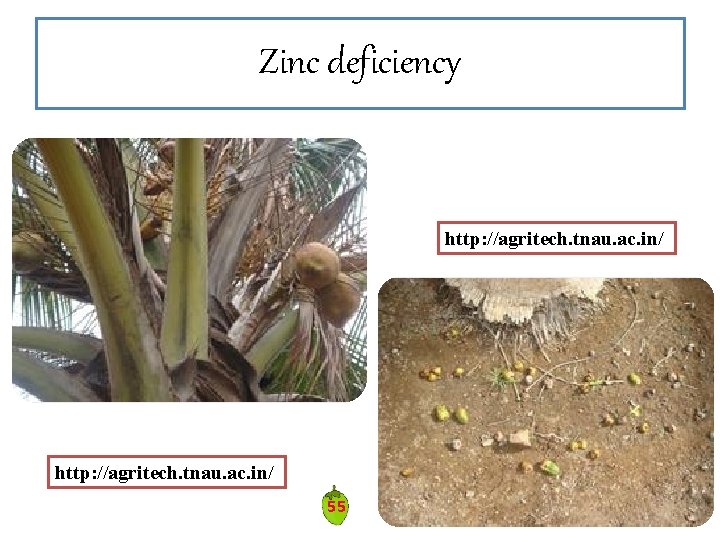 Zinc deficiency http: //agritech. tnau. ac. in/ 55 Zinc deficiency http: //agritech. tnau. ac. in/ 55