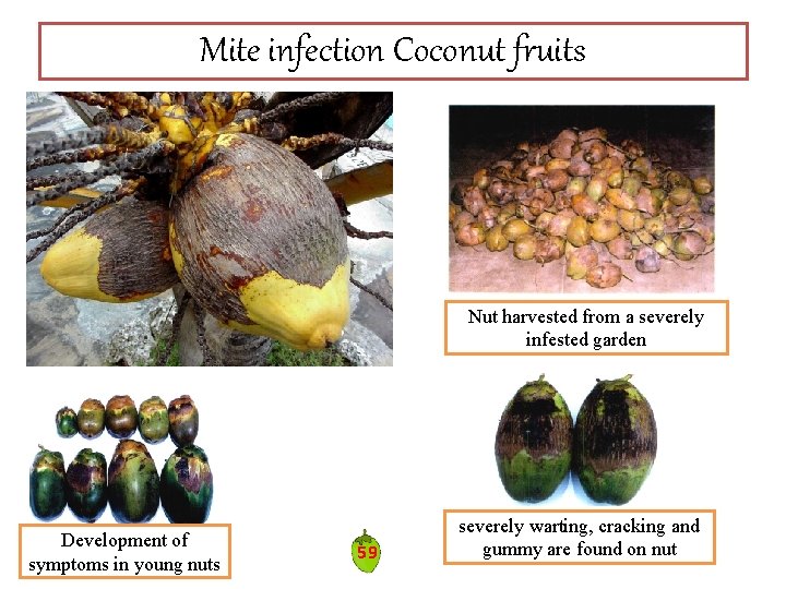 Mite infection Coconut fruits Nut harvested from a severely infested garden Development of symptoms Mite infection Coconut fruits Nut harvested from a severely infested garden Development of symptoms