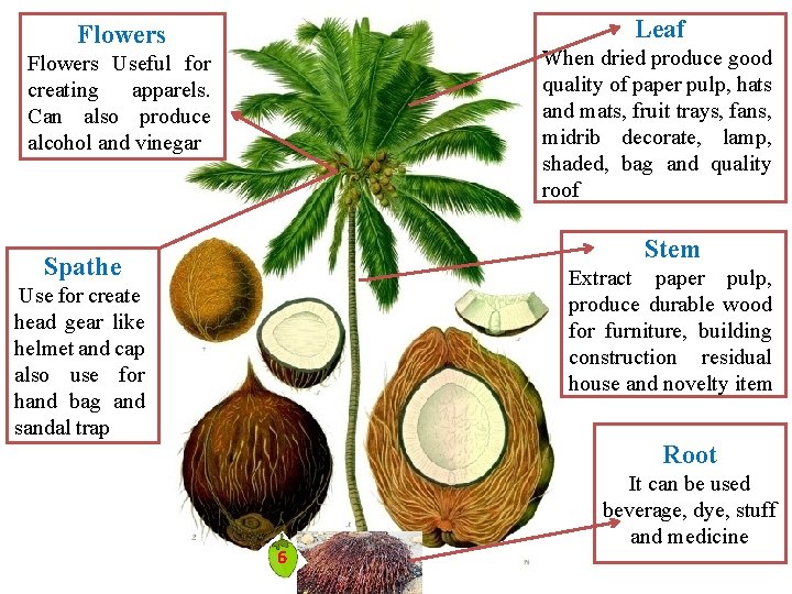 Leaf Flowers When dried produce good quality of paper pulp, hats and mats, fruit Leaf Flowers When dried produce good quality of paper pulp, hats and mats, fruit