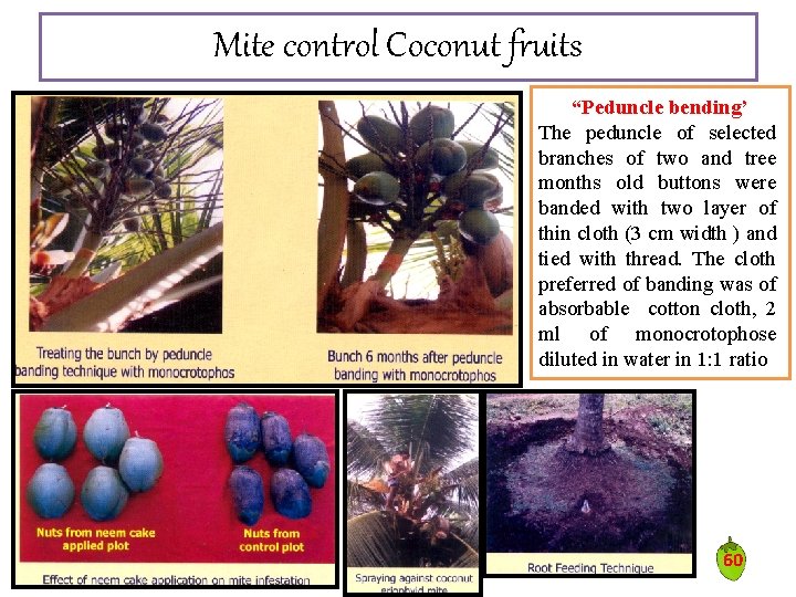Mite control Coconut fruits “Peduncle bending’ The peduncle of selected branches of two and Mite control Coconut fruits “Peduncle bending’ The peduncle of selected branches of two and