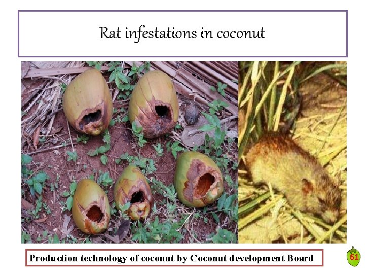 Rat infestations in coconut Production technology of coconut by Coconut development Board 61 Rat infestations in coconut Production technology of coconut by Coconut development Board 61