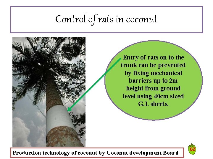 Control of rats in coconut Entry of rats on to the trunk can be Control of rats in coconut Entry of rats on to the trunk can be