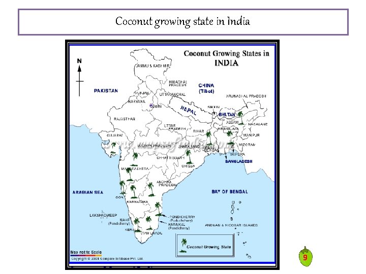 Coconut growing state in India 9 Coconut growing state in India 9
