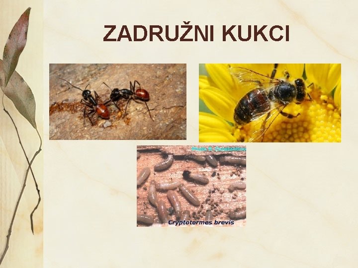 ZADRUŽNI KUKCI 