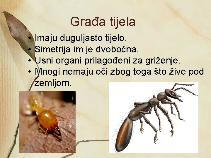 Građa tijela • • Imaju duguljasto tijelo. Simetrija im je dvobočna. Usni organi prilagođeni