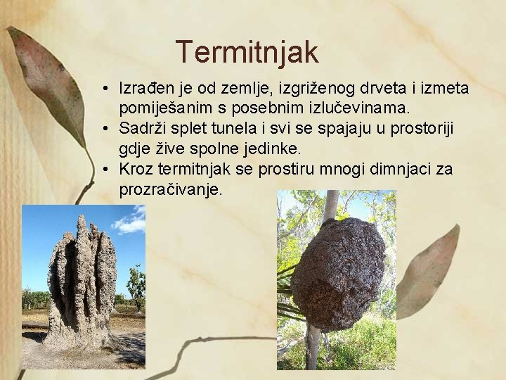 Termitnjak • Izrađen je od zemlje, izgriženog drveta i izmeta pomiješanim s posebnim izlučevinama.