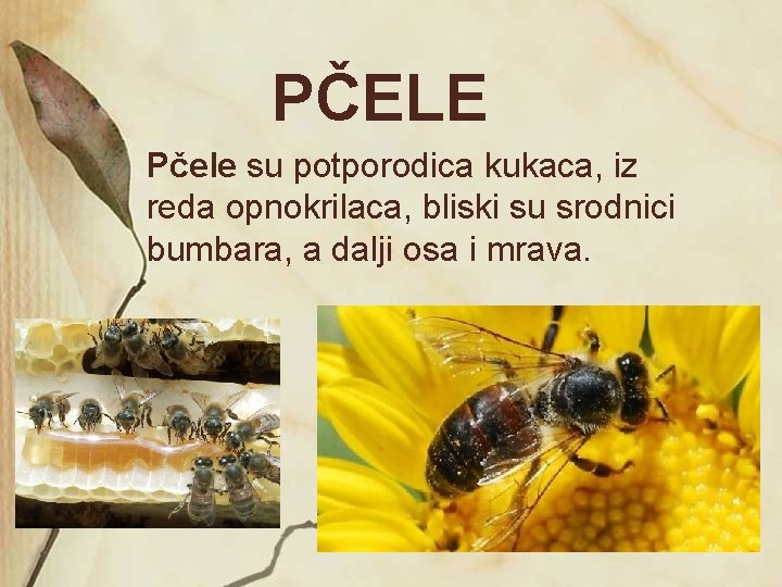 PČELE Pčele su potporodica kukaca, iz reda opnokrilaca, bliski su srodnici bumbara, a dalji