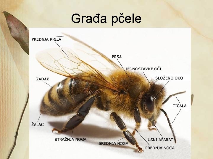 Građa pčele 