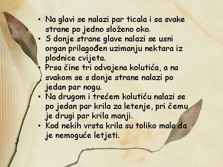  • Na glavi se nalazi par ticala i sa svake strane po jedno