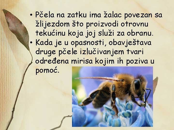  • Pčela na zatku ima žalac povezan sa žlijezdom što proizvodi otrovnu tekućinu