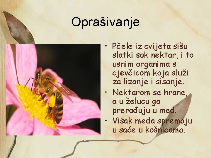Oprašivanje • Pčele iz cvijeta sišu slatki sok nektar, i to usnim organima s