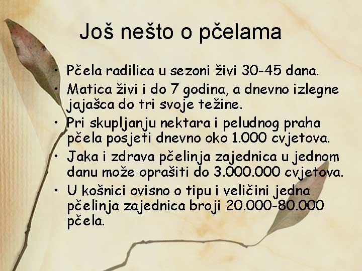 Još nešto o pčelama • Pčela radilica u sezoni živi 30 -45 dana. •