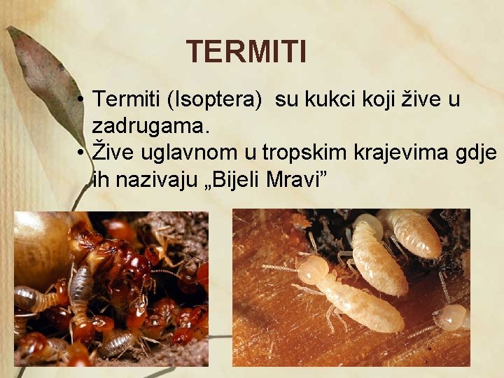 TERMITI • Termiti (Isoptera) su kukci koji žive u zadrugama. • Žive uglavnom u