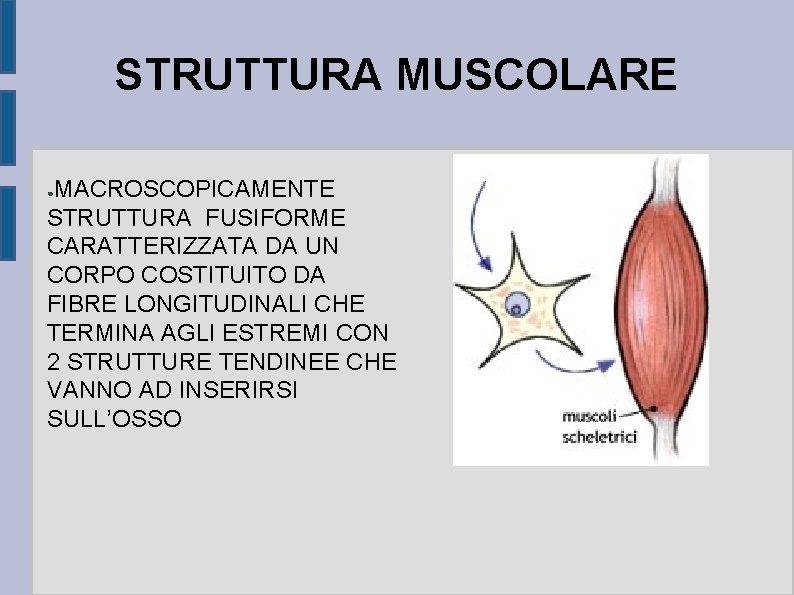 STRUTTURA MUSCOLARE MACROSCOPICAMENTE STRUTTURA FUSIFORME CARATTERIZZATA DA UN CORPO COSTITUITO DA FIBRE LONGITUDINALI CHE