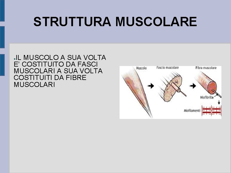 STRUTTURA MUSCOLARE IL MUSCOLO A SUA VOLTA E’ COSTITUITO DA FASCI MUSCOLARI A SUA