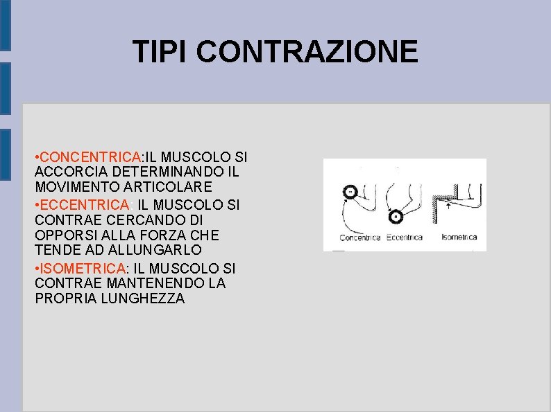 TIPI CONTRAZIONE • CONCENTRICA: IL MUSCOLO SI ACCORCIA DETERMINANDO IL MOVIMENTO ARTICOLARE • ECCENTRICA: