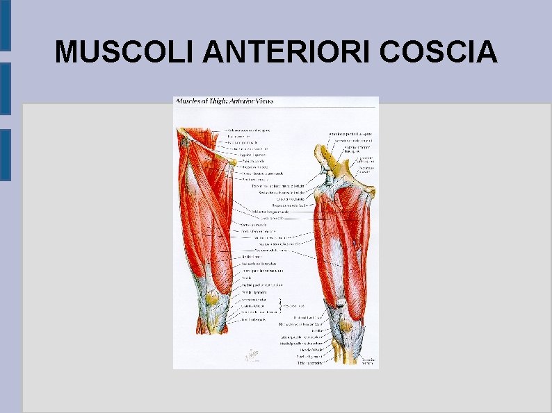 MUSCOLI ANTERIORI COSCIA 