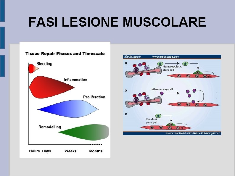 FASI LESIONE MUSCOLARE 