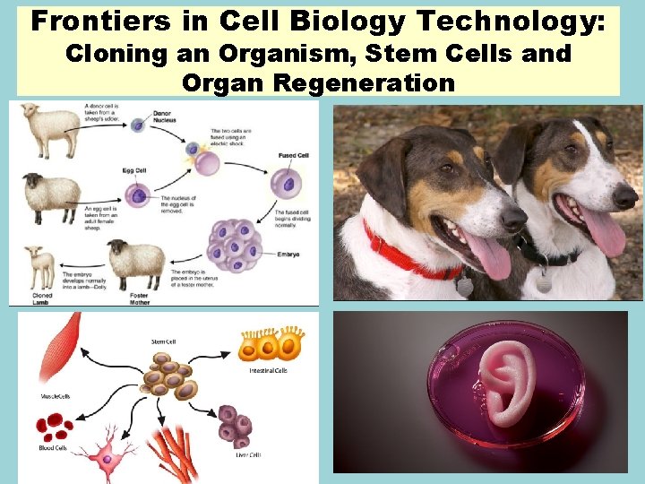 Frontiers in Cell Biology Technology: Cloning an Organism, Stem Cells and Organ Regeneration 