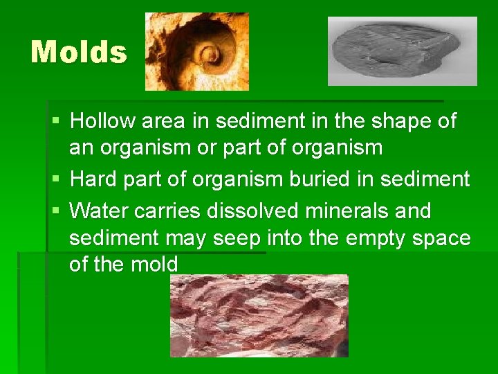 Molds § Hollow area in sediment in the shape of an organism or part