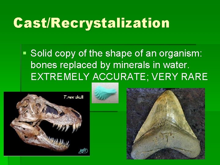 Cast/Recrystalization § Solid copy of the shape of an organism: bones replaced by minerals