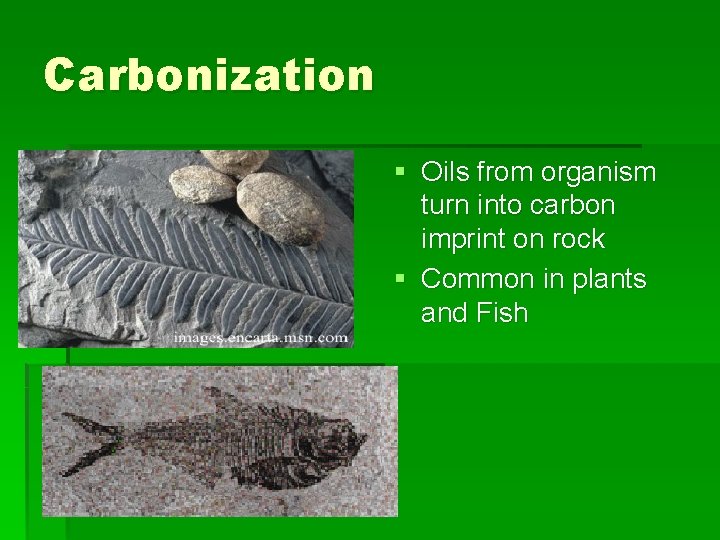 Carbonization § Oils from organism turn into carbon imprint on rock § Common in