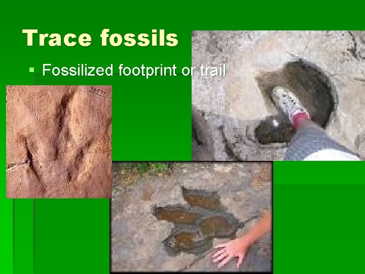 Trace fossils § Fossilized footprint or trail 