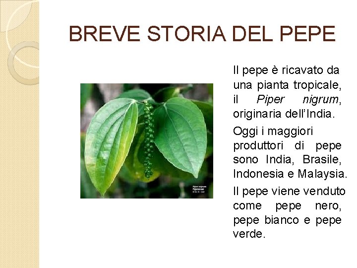 BREVE STORIA DEL PEPE Il pepe è ricavato da una pianta tropicale, il Piper