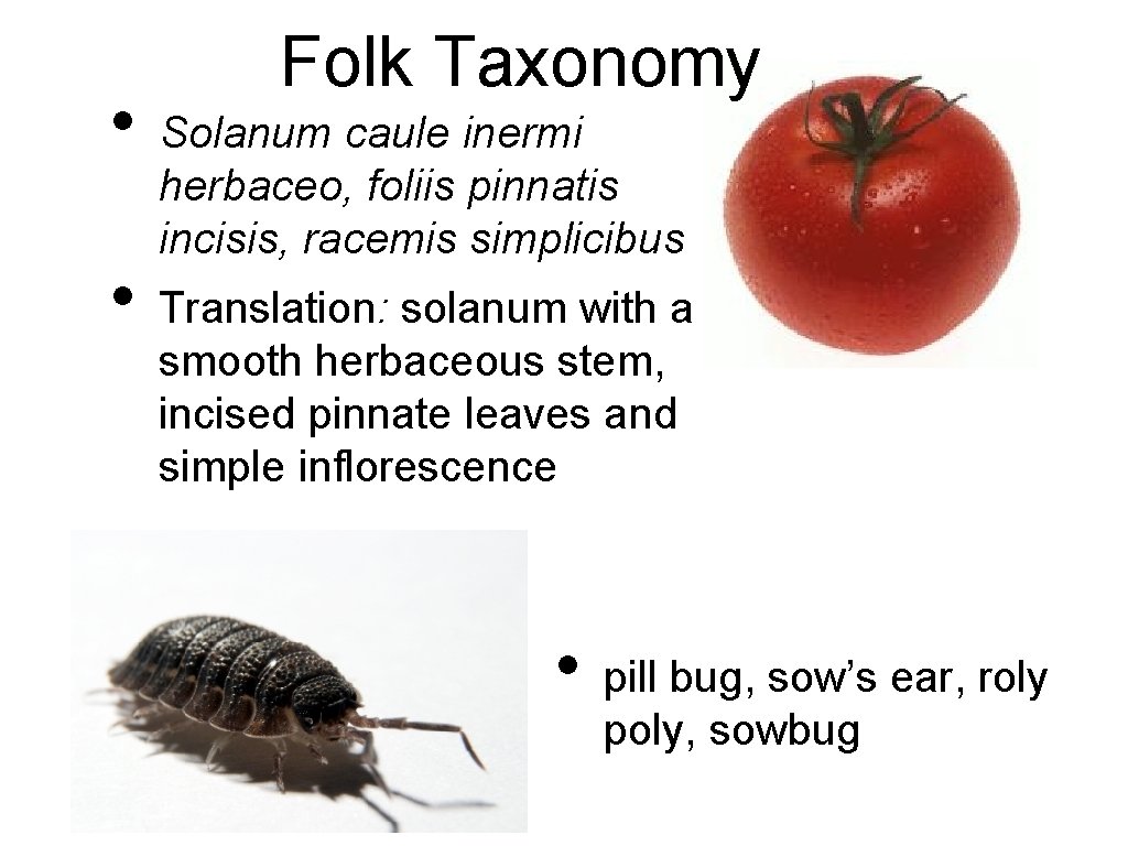  • • Folk Taxonomy Solanum caule inermi herbaceo, foliis pinnatis incisis, racemis simplicibus