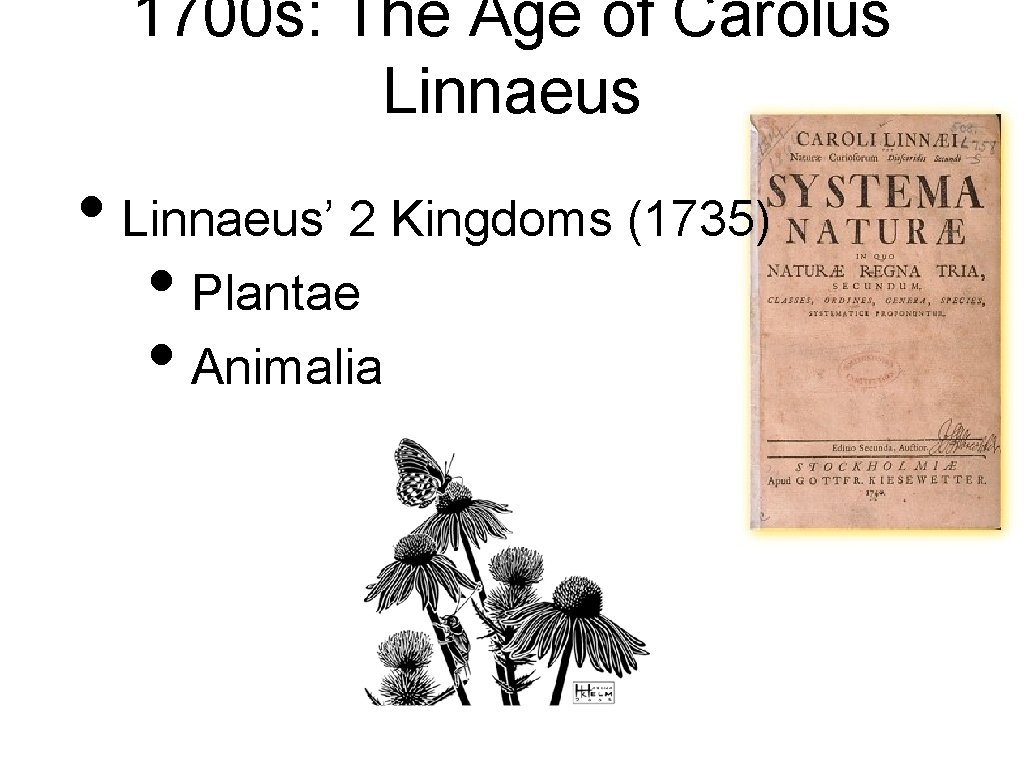 1700 s: The Age of Carolus Linnaeus • Linnaeus’ 2 Kingdoms (1735) • Plantae