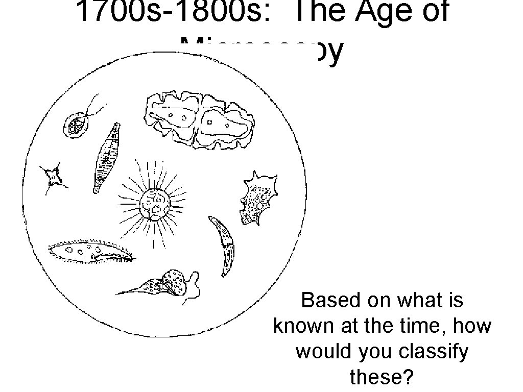 1700 s-1800 s: The Age of Microscopy Based on what is known at the