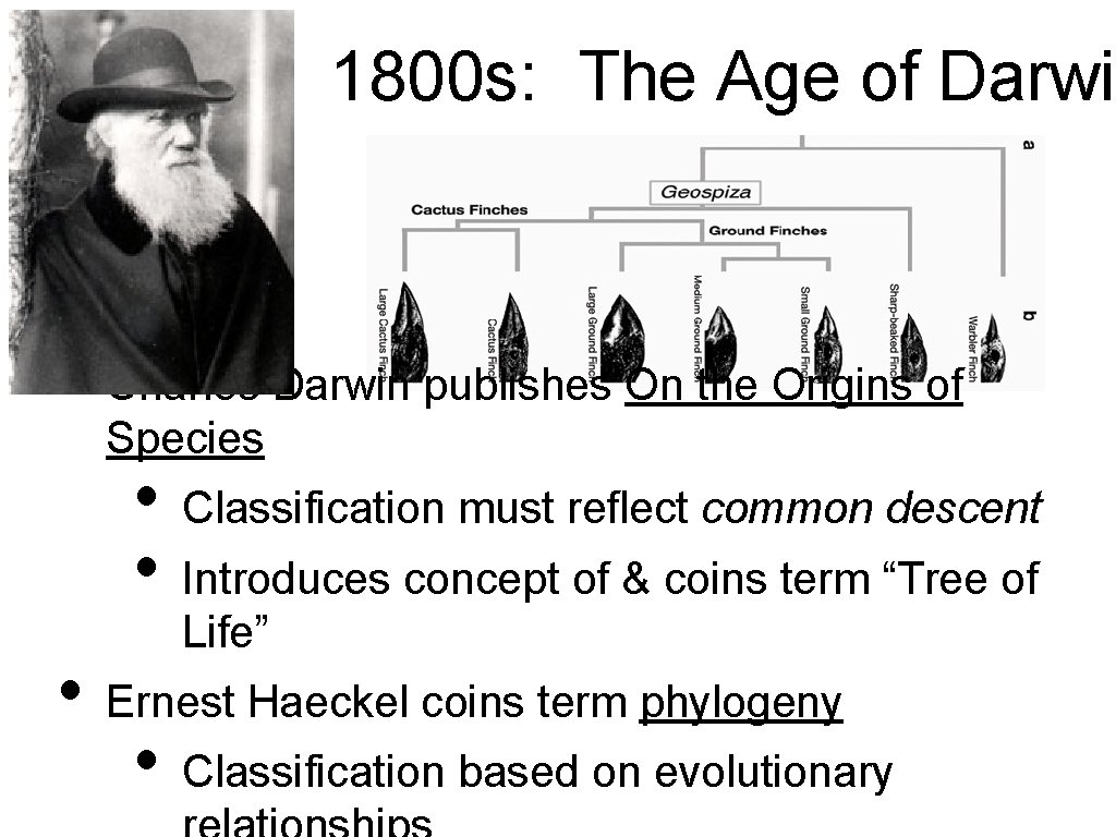 1800 s: The Age of Darwin • Charles Darwin publishes On the Origins of