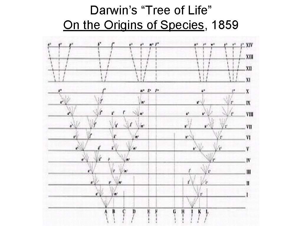 Darwin’s “Tree of Life” On the Origins of Species, 1859 