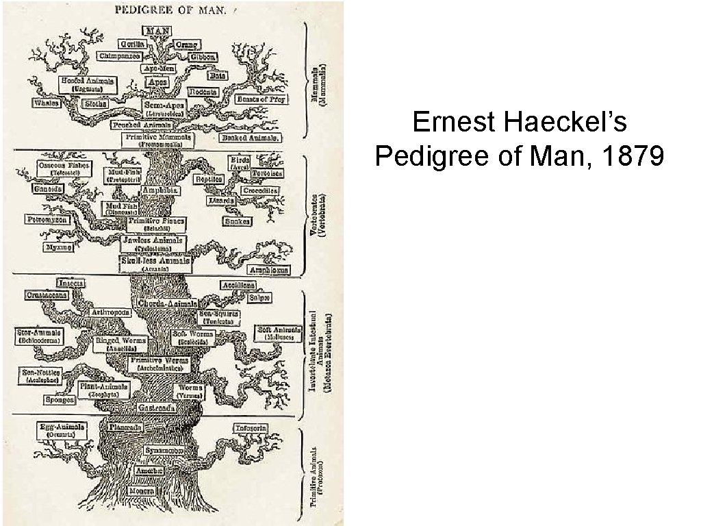 Ernest Haeckel’s Pedigree of Man, 1879 