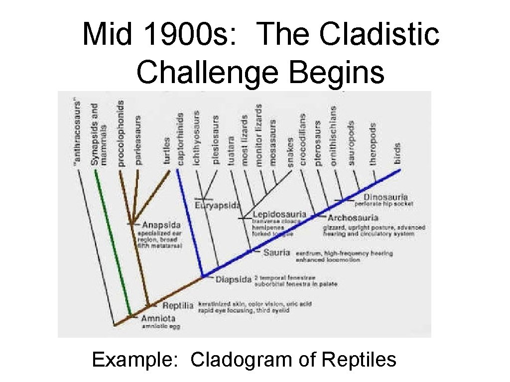 Mid 1900 s: The Cladistic Challenge Begins Example: Cladogram of Reptiles 