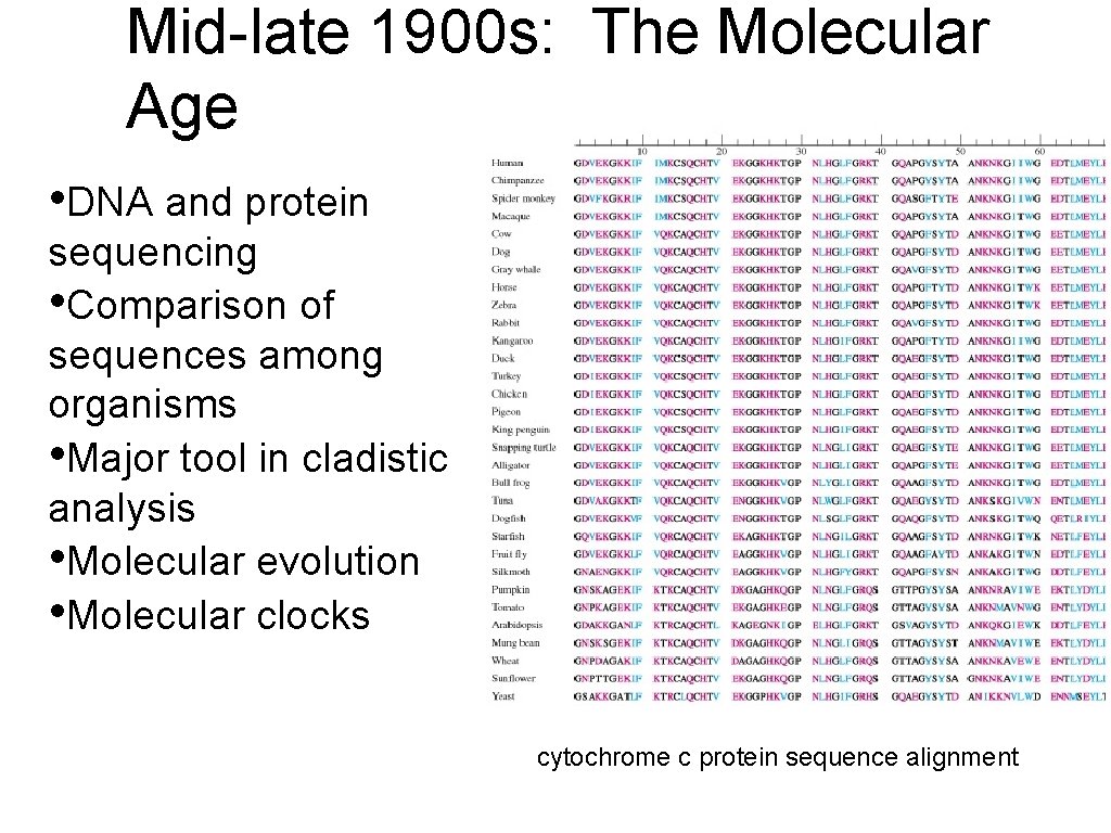 Mid-late 1900 s: The Molecular Age • DNA and protein sequencing • Comparison of