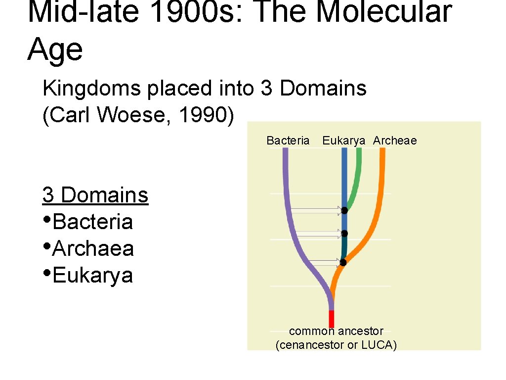 Mid-late 1900 s: The Molecular Age Kingdoms placed into 3 Domains (Carl Woese, 1990)