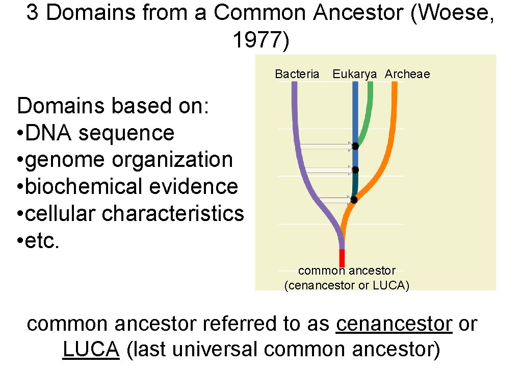 3 Domains from a Common Ancestor (Woese, 1977) Bacteria Eukarya Archeae Domains based on: