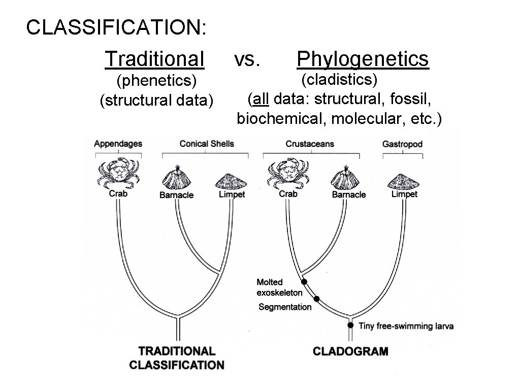 CLASSIFICATION: Traditional (phenetics) (structural data) vs. Phylogenetics (cladistics) (all data: structural, fossil, biochemical, molecular,