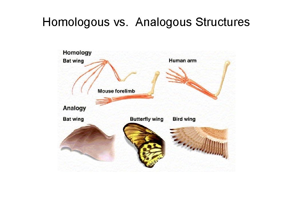 Homologous vs. Analogous Structures 