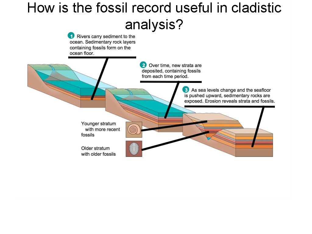 How is the fossil record useful in cladistic analysis? 