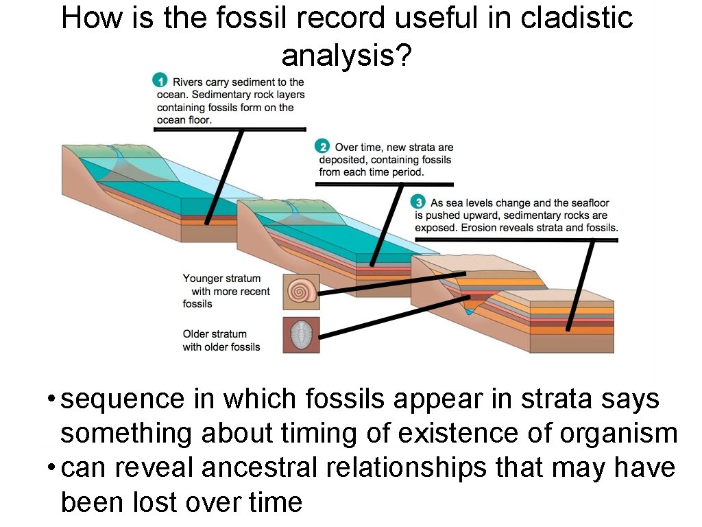 How is the fossil record useful in cladistic analysis? • sequence in which fossils