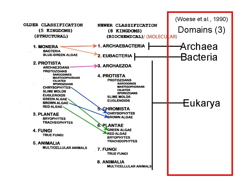 (Woese et al. , 1990) Domains (3) Archaea Bacteria Eukarya 