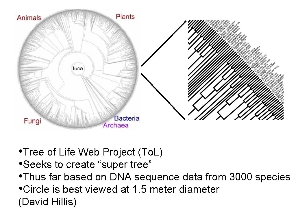  • Tree of Life Web Project (To. L) • Seeks to create “super