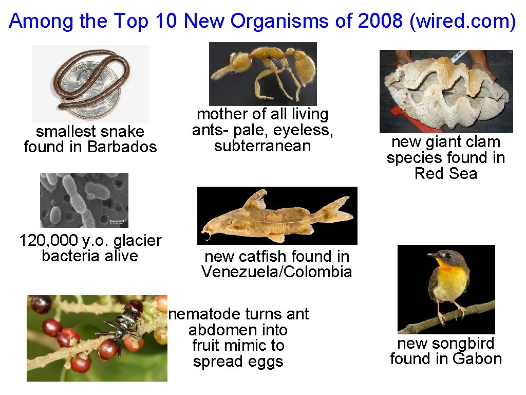 Among the Top 10 New Organisms of 2008 (wired. com) smallest snake found in