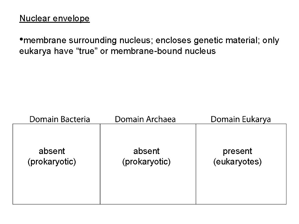 Nuclear envelope • membrane surrounding nucleus; encloses genetic material; only eukarya have “true” or