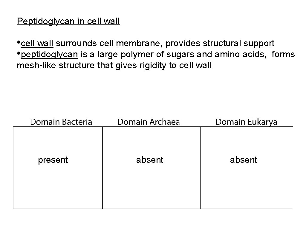 Peptidoglycan in cell wall • cell wall surrounds cell membrane, provides structural support •